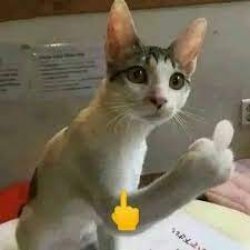 cat middle finger Meme Template