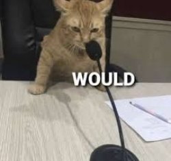 cat would Meme Template