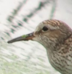 white-rumped sandpiper Meme Template