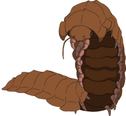 Arthropleura (Female) Meme Template