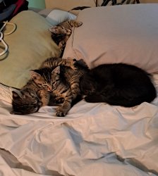 Kittens Meme Template