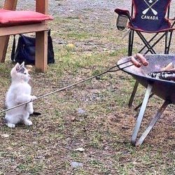 Cat barbeq Meme Template