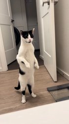 Cat standing Meme Template