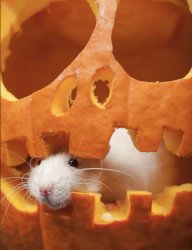 Pumpkin Rat Meme Template