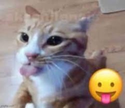 silly blepping cat Meme Template