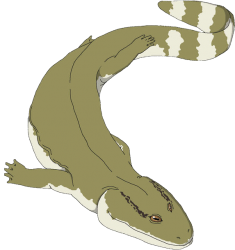 Acanthostega (Male) Meme Template