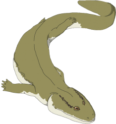 Acanthostega (Female) Meme Template