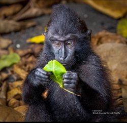 Monkey reading leaf Meme Template