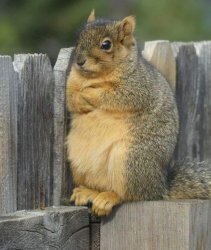 Fat mad squirrel Meme Template
