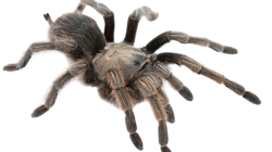 Tarantula Spider Meme Template