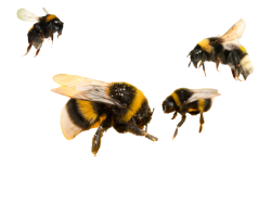 A Group of Bumblebees Meme Template