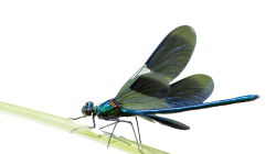 Transparent Dragonfly PNG Meme Template