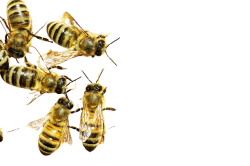 Honeybees Transparent PNG Meme Template