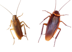 Transparent Cockroaches PNG Meme Template