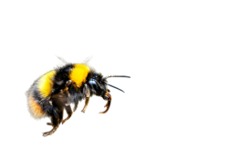 Bumblebee Transparent PNG Meme Template