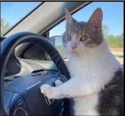 Driving cat Meme Template