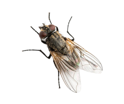 Housefly Meme Template