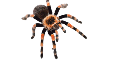 Tarantula Transparent PNG Meme Template