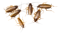 Cockroaches Transparent PNG Meme Template