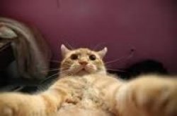 selfie cat Meme Template