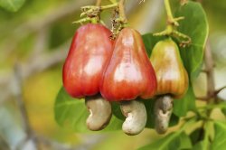 cashew fruit Meme Template