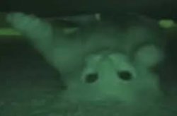 kitti :3 Meme Template