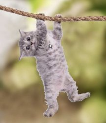Hanging cat Meme Template