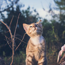 cute kitten Meme Template