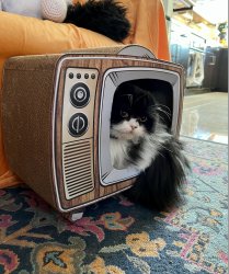 Grumpy Cat TV Meme Template