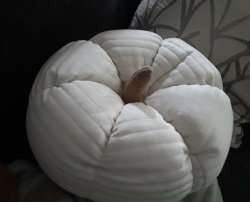 Pumpkin Pillow Meme Template