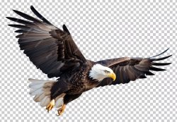 'Merica Bird Meme Template