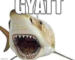 Shark gyatt Meme Template