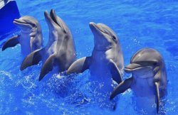 Four flipping dolphins Meme Template