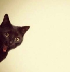 super smileing cat Meme Template