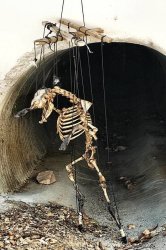 Animal Skeleton Puppet Meme Template