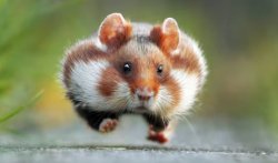 the hamster Meme Template