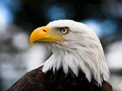 USA Meme Template