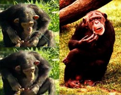chimps are like democrats Meme Template