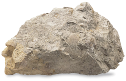 Rock Meme Template