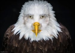 Bald eagle stare Meme Template