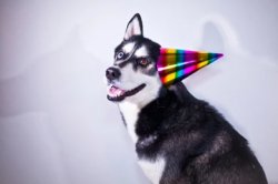 husky birthday hat Meme Template
