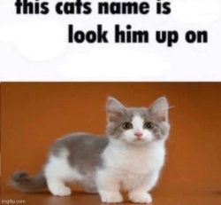 This cats name is (blank) Meme Template