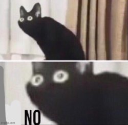 No cat Meme Template