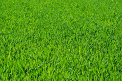 when the grass is cut Meme Template