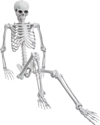 Full Body Skeleton Meme Template