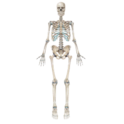 Skeleton Illustrations | Medical Illustrations of the Skeletal S Meme Template