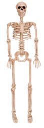 Skeleton Decoration Meme Template