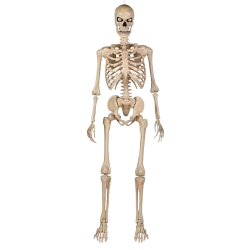 Home Accents Holiday 5 ft. Ultra Poseable Skeleton with Glowing Meme Template