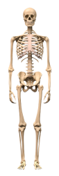 Full Body Skeleton Meme Template