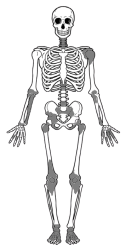 Skeleton Full Body Meme Template